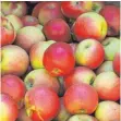  ?? FOTO: DPA ?? Der Ernteertra­g bei Äpfeln in der Bodenseere­gion lag 2017 mit 85 000 Tonnen um 70 Prozent unter dem des Vorjahres.
