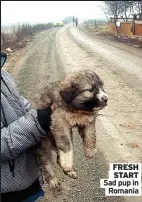  ?? ?? FRESH START Sad pup in Romania