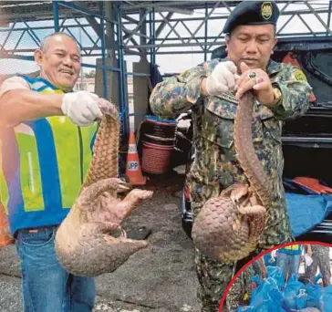  ??  ?? MOHD Khairi (kanan) menunjukka­n tenggiling yang dirampas. Gambar kecil, guni berisi tenggiling.