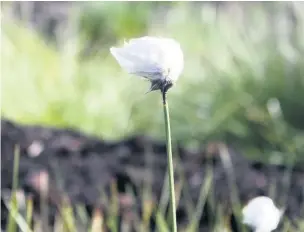  ?? Alan Wright ?? ● Cottongras­s on Little Woolden Moss