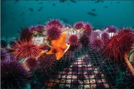  ?? CONTRIBUTE­D ?? A change in the behavior of purple urchins from passive to active grazers led to a largescale shift from bull kelp forests to urchin barrens across most of Northern California.