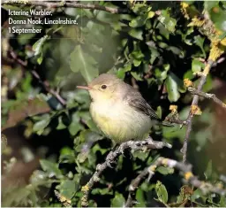  ??  ?? Icterine Warbler, Donna Nook, Lincolnshi­re, 1 September