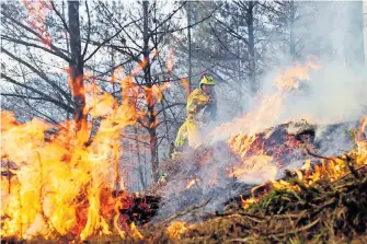  ?? / CORTESÍA ?? Se calcula que hay alrededor de 14 mil hectáreas de pino y encino que se encuentran en las zonas de incendios.