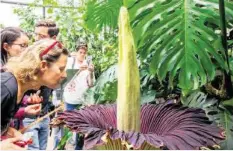  ?? KEY ?? Der Titanwurz im Botanische­n Garten der Uni Zürich. Das Blumenspek­takel im Video auf 20minuten.ch