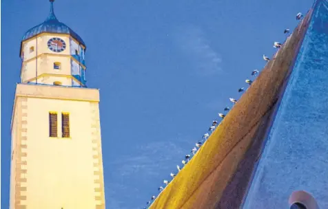  ?? Foto: Heidi Källner ?? Ein Trupp von Jungstörch­en sammelt sich auf dem Dach der Kirche St. Jakob in Oettingen zum herbstlich­en Wegzug.