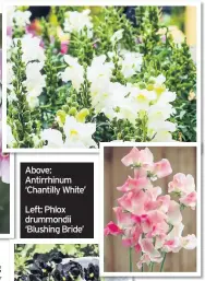  ??  ?? Above: Antirrhinu­m ‘Chantilly White’Left: Phlox drummondii ‘Blushing Bride’ Above: Lathyrus ‘Terry Wogan’