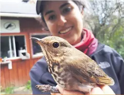  ??  ?? Ana Morales, étudiante de maîtrise, avec une grive à dos olive à l’observatoi­re des oiseaux de Université McGill.