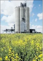  ?? Calgary Herald, Postmedia News, file ?? A Viterra grain elevator near Indus, Alta.: Canada’s largest grainhandl­er may be considerin­g takeover offers.