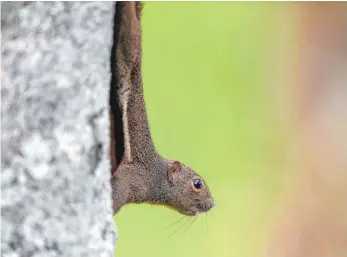  ?? FOTO: AFP ?? Das Eichhörnch­en ist ein Beispiel für ein Säugetier, das während der Zeit der großen Dinosaurie­r in der Nacht aktiv war und sich erst nach deren Aussterben ans Tageslicht gewöhnt hat.