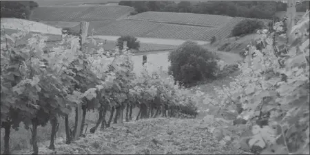  ?? SOPEXA ?? A rugged view for an even more rugged wine. Tannat grapes growing in France’s Madiran appellatio­n.