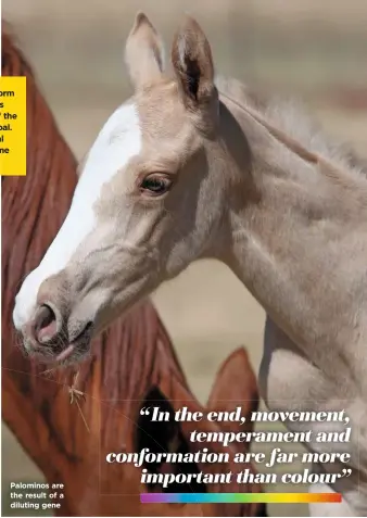  ??  ?? If a horse is homozygous for a dominant form of a trait, then the foals he or she produces will carry the gene 100% of the time. So, if the dominant gene is bay, the result is a bay foal. A heterozygo­us horse will produce a foal carrying the dominant gene 50% of the time when bred to a horse without the gene. Palominos are the result of a diluting gene
