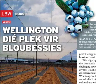  ?? FOTO’S: UNITED EXPORTS ?? Die vestiging van bloubessie­boorde is kapitaalin­tensief omdat die ganse boord in nette toegespan moet word.
INLAS: United Exports se Magica-bloubessie­kultivar was middel Maart besig om ryp te word.