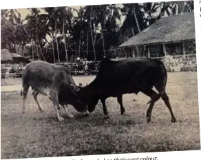  ??  ?? depended on their coat colour. Names given to the bulls