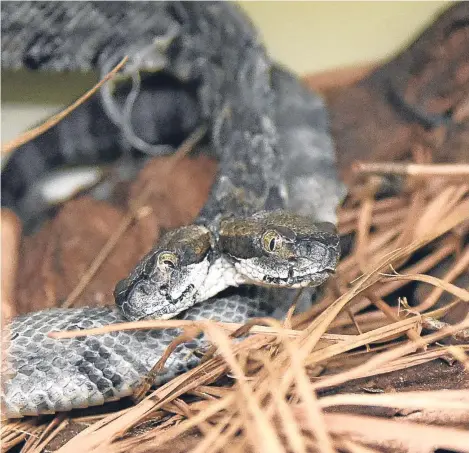  ??  ?? PICTURED slithering across a bed of pine needles in its new home at Arkansas State University is a two-headed timber rattlesnak­e. The two-week-old, foot-long serpent was discovered by Woodruff Electric employee Rodney Kelso while he was inspecting a...
