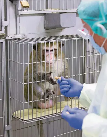  ?? FOTO: DPA ?? Wissenscha­ftler Stefan Schlatt füttert eine Makake in einem Labor der Zentralen Tierexperi­mentellen Einrichtun­g der Uni Münster.