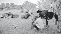  ?? /AFP ?? Un agricultor ordeña una vaca en su finca en Batabano, provincia de Mayabeque, Cuba