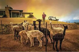  ??  ?? Jill Rose cools off her alpacas as a wildfire rages near Tomerong, Australia. The nation’s fire season started earlier and has been especially ferocious.