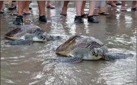  ?? (File Photo/AP/Firdia Lisnawati) ?? Green sea turtles make their way into the ocean Jan. 8 upon their release at Kuta beach, Bali, Indonesia. With the help of volunteers, the Indonesian navy released 32 turtles that they seized from illegal poachers during a raid in the waters off the resort island in December.