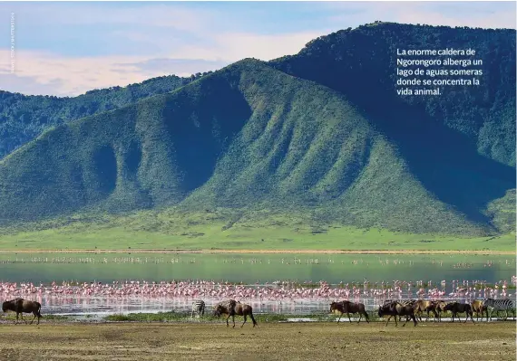  ??  ?? La enorme caldera de Ngorongoro alberga un lago de aguas someras donde se concentra la vida animal.