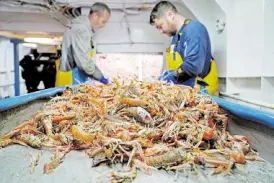  ?? —AFP ?? UK ONLY British fishermen process their catch. The European Union is pushing for access to UK waters after Brexit.