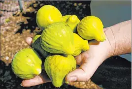  ?? Bob Morris ?? Fig trees successful­ly produce fruit if they are given enough water.