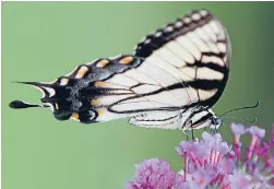  ?? Photo: REUTERS ?? Butterflie­s like buddleia, and buddleia like being pruned vigorously.