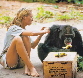 ?? FOTO: HUGO VAN LAWICK ?? Ihre Forschung hat unseren Blick auf Primaten entscheide­nd verändert: Jane Goodall Anfang der 1960er-Jahre mit Schimpanse David Graubart in Tansania.