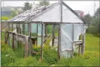  ?? NICHOLAS MERCER/THE WESTERN STAR ?? This greenhouse has been beaten by the weather and is overgrown after years of neglect.