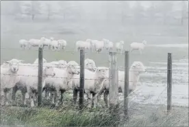  ??  ?? Sheep huddle together in the driving rain.