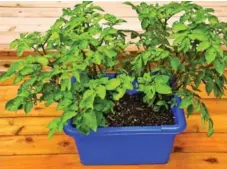  ?? BARRIE MURDOCK PHOTOS ?? It was a great summer for growing potatoes, says Sonia Day, who grows hers in containers.