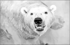  ??  ?? Inuka the polar bear, 26, inside its enclosure at the Singapore Zoo.