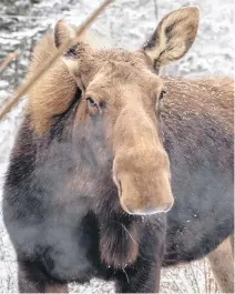  ?? JACLYN MORRISON ?? This female moose is pictured at her home at the Shubenacad­ie Provincial Wildlife Park.