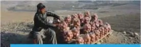  ??  ?? KABUL: This photograph shows an Afghan vendor displaying onion harvest for sale along the Kabul-Jalalabad highway on the outskirts of Kabul. —AFP