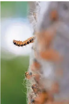  ?? FOTO: THISSEN/DPA ?? Ein Nest des Eichenproz­essionsspi­nners an einem Baumstamm.