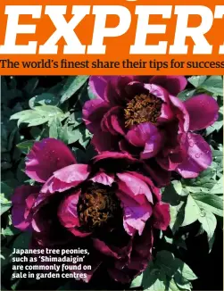  ??  ?? Japanese tree peonies, such as ‘Shimadaigi­n’ are commonly found on sale in garden centres