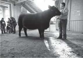  ??  ?? Hans Lind waits to head into the arena for the National Red Angus Jr. Show.