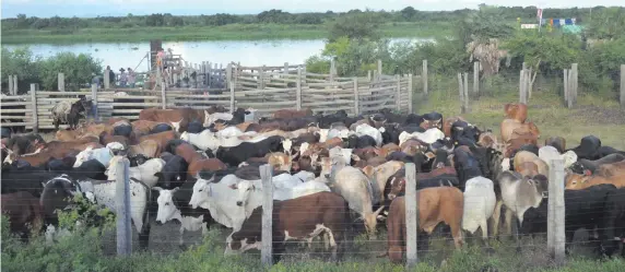  ??  ?? Animales vacunos de la zona a punto de ser llevados en una embarcació­n con destino a los frigorífic­os de Concepción