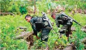  ??  ?? TUMACO: Colombian policemen destroy a coca plantation in a rural area of Tumaco, department of Narino, Colombia. — AFP