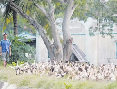  ?? (Keith Bacongco) ?? A FARMER guides his flock of ducks back to the shelter after a day at the ricefield in Pikit, North Cotabato. Apart from being a source of balut eggs, ducks are also used as natural pest control in rice farms.