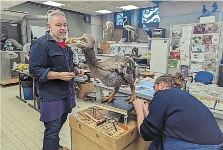  ?? | PHOTO : ANNE-FLORE HERVÉ, OUEST-FRANCE ?? Vincent Cuisset, taxidermis­te, et Camille Renversade, illustrate­ur et sculpteur, ont donné corps aux deux dodos.