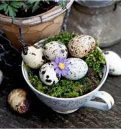  ??  ?? A single flower peeking between pale eggs on a mossy bed is enough to catch the eye in a natural scene depicted in a teacup.