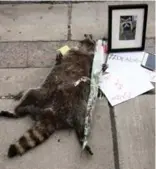  ?? COLE BURSTON/TORONTO STAR ?? A memorial was made for a dead raccoon in July.