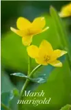  ??  ?? Marsh marigold