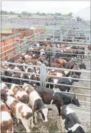  ??  ?? Friesian bulls dominated the sale at Dannevirke December 11.