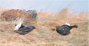  ??  ?? Marked declines have been noted in species including black grouse