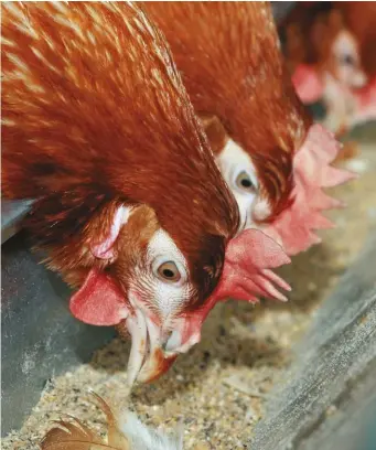  ??  ?? Hens require additional minerals, especially calcium, to lay eggs with thick shells.