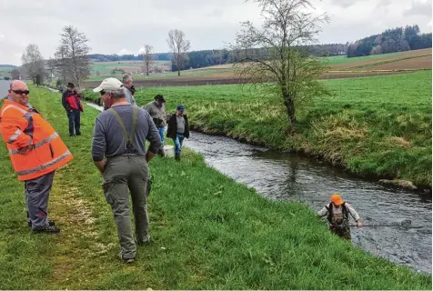  ?? Foto: Fischereiv­erband Untere Zusam ?? Tagelang lief Sickerwass­er aus einem landwirtsc­haftlichen Silo in die Laugna. Jetzt gibt es von Bocksberg bis kurz hinter Laugna kein Lebewesen mehr im Flüsschen. Der Fi schereiver­band, Polizei und Behörden ermitteln.