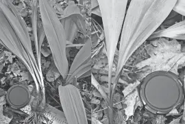  ?? ?? Penn State reseachers have documented a second species of ramp in southweste­rn Pennsylvan­ia. The narrow-leaved ramp, scientific­ally called Allium burdickii, is pictured at left. More common broad-leafed ramps, or Allium tricoccum, are at right.