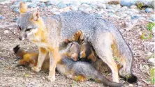  ?? Brian Murphy / Special to The Chronicle ?? A mama fox nurses her five pups at a location near Walnut Creek where a similar litter was born two years ago.