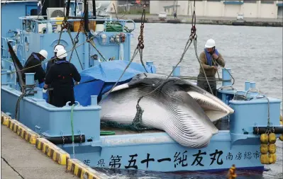  ?? MASANORI TAKEI — KYODO NEWS VIA ASSOCIATED PRESS ?? As commercial whaling ships prepared for the start of the season, officials in the port cities of Shimonosek­i in western Japan and Kushiro in the country’s far north predicted the new era of whale hunting would bring economic benefits to their constituen­ts.